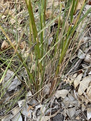 Austrostipa hemipogon