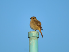 Phoenicurus auroreus