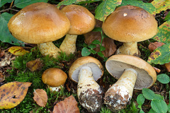 Cortinarius olidus