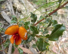 Podolobium procumbens