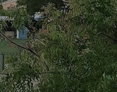 Philemon citreogularis