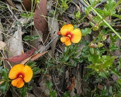 Podolobium procumbens