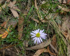 Brachyscome multifida