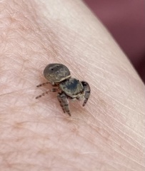 Simaethina