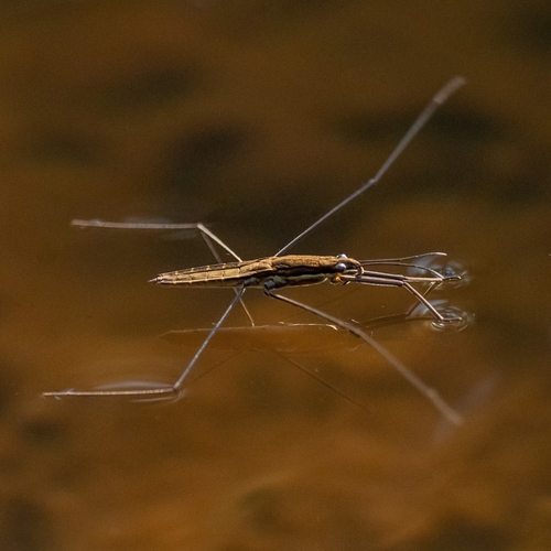River Skater