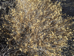 Acamptopappus sphaerocephalus