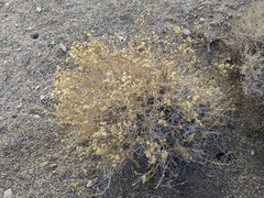 Acamptopappus sphaerocephalus