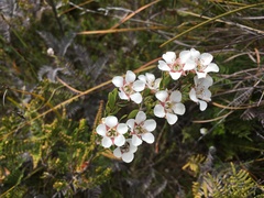 Leptospermum nitidum