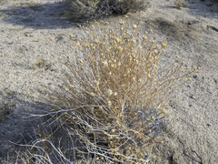 Acamptopappus sphaerocephalus