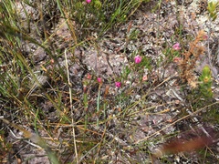 Boronia elisabethiae