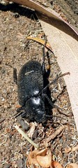Prophanes simplex
