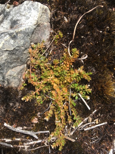 Mitrasacme pilosa (Mitrasacme pilosa)