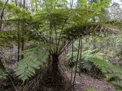 Cyathea australis