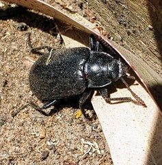 Prophanes simplex