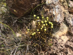 Pleurophascum grandiglobum
