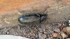 Prophanes simplex