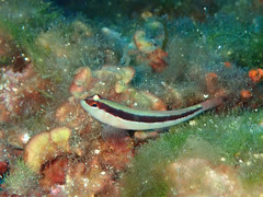 Gobius vittatus