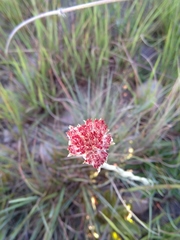 Helichrysum keilii
