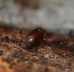 Corticarina truncatella