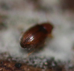 Corticarina truncatella