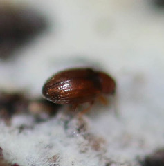 Corticarina truncatella