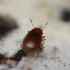 Corticarina truncatella