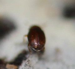 Corticarina truncatella