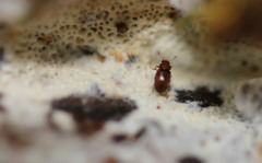 Corticarina truncatella