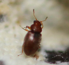 Corticarina truncatella