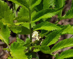 Sambucus gaudichaudiana
