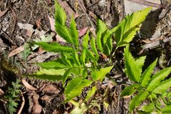 Sambucus gaudichaudiana