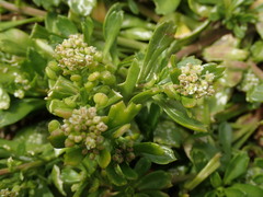 Lepidium oligodontum