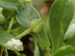 Lepidium oligodontum
