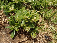 Lepidium oligodontum