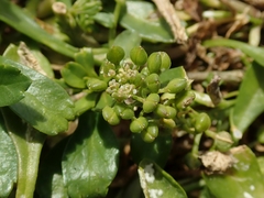 Lepidium oligodontum