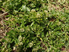 Lepidium oligodontum