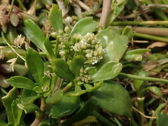 Lepidium oligodontum