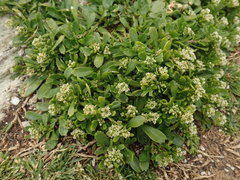 Lepidium oligodontum
