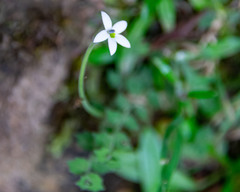 Lobelia pedunculata