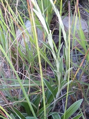 Helichrysum keilii