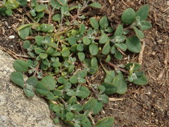 Chenopodium triandrum