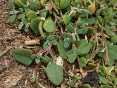 Chenopodium triandrum