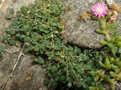 Chenopodium triandrum