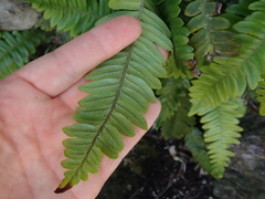 Blechnum durum