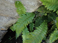 Blechnum durum