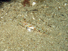 Thorogobius macrolepis