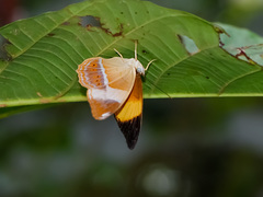 Cirrochroa orissa