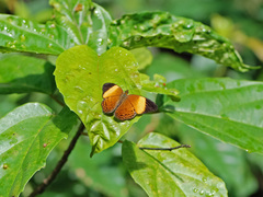 Cirrochroa orissa