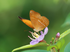 Cirrochroa malaya