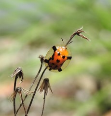 Aspidimorpha westwoodi